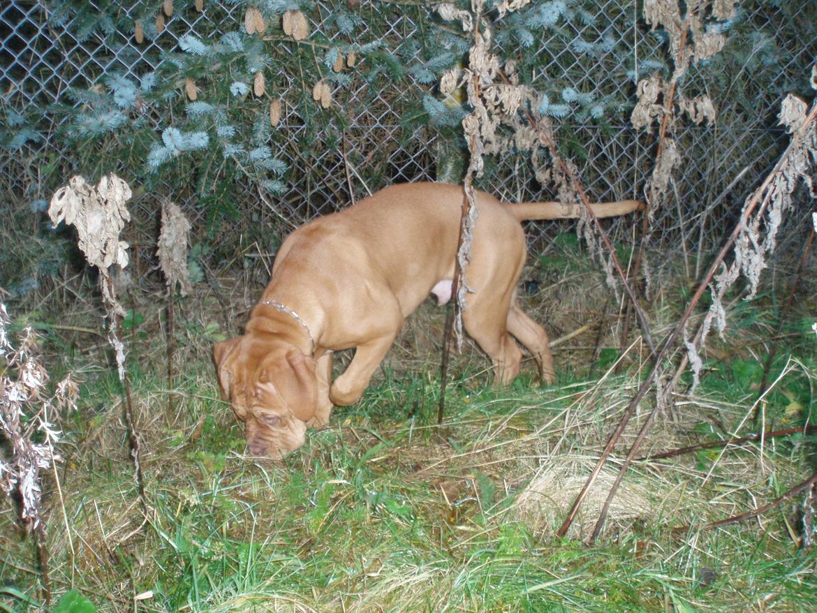 Dogue de bordeaux Siem Argos the guardian  ( Argo ) billede 8