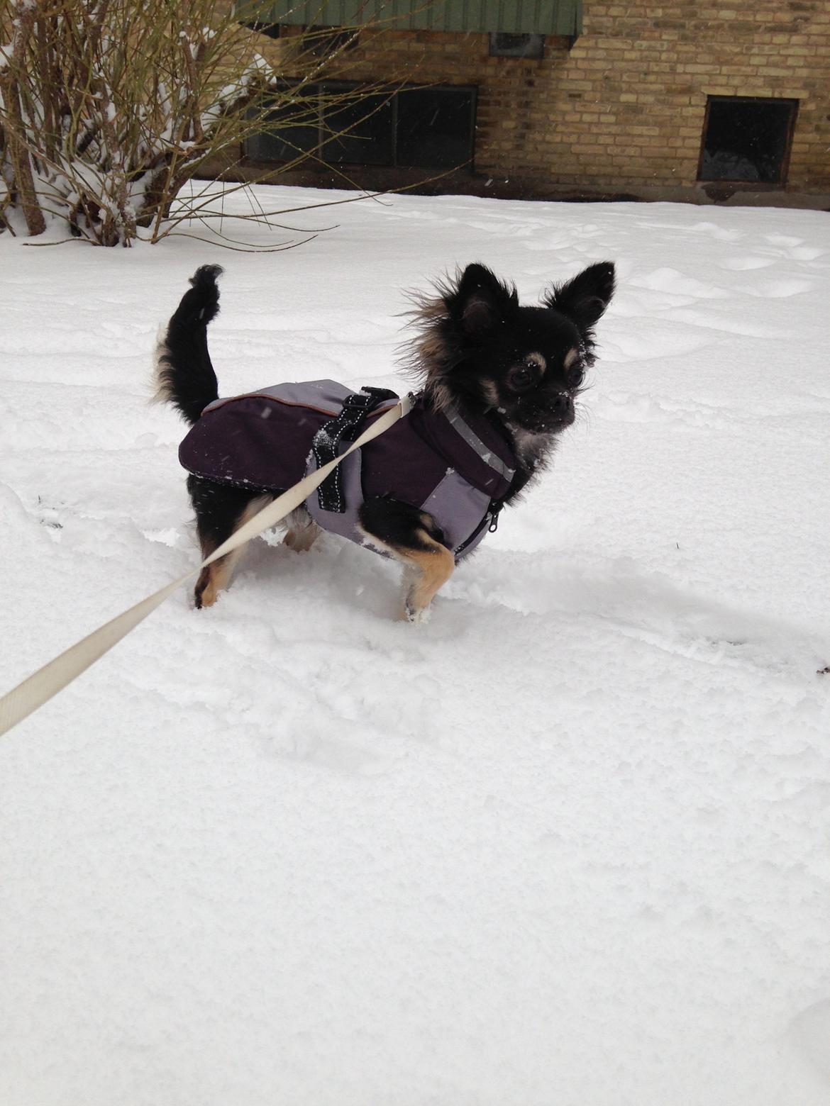 Chihuahua Aya - Det er altså lidt koldt for poterne "mor"! billede 3