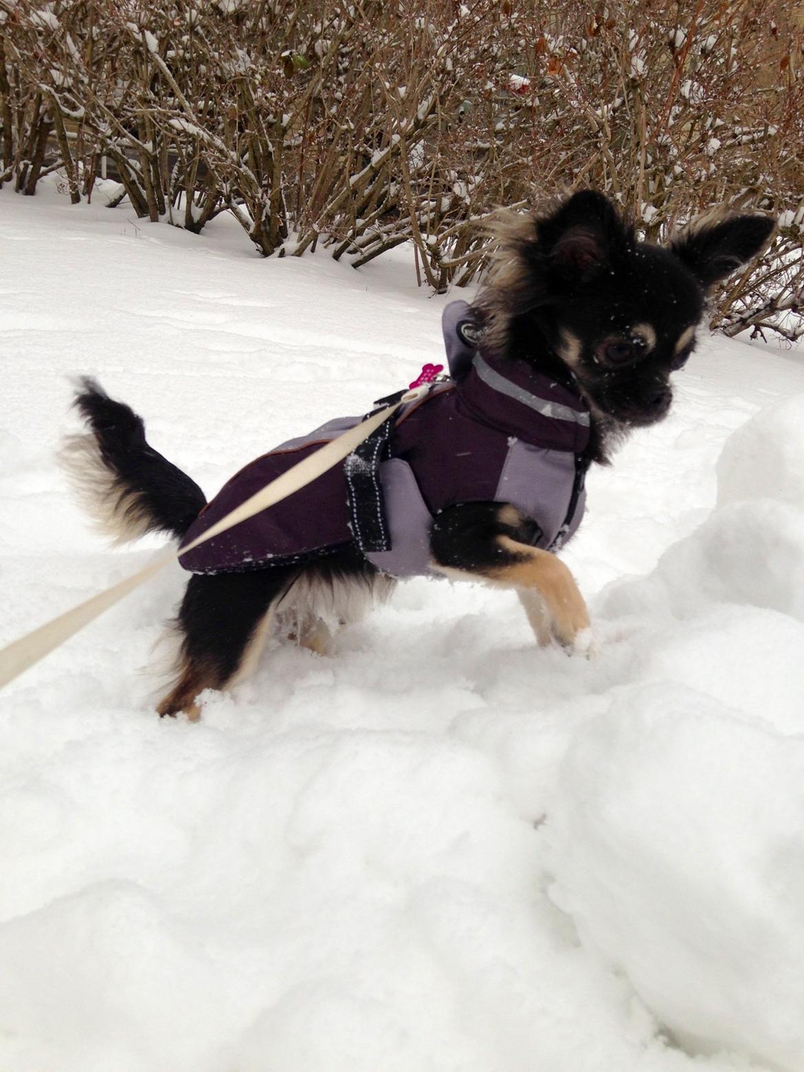 Chihuahua Aya - en lille snehund :) billede 2