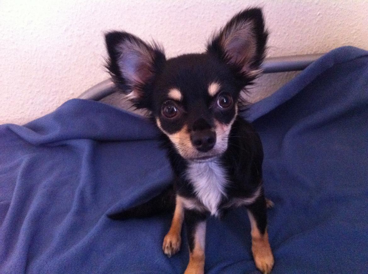 Chihuahua R.I.P Pago Pjevsen billede 19