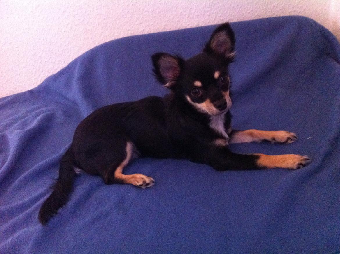 Chihuahua R.I.P Pago Pjevsen billede 21