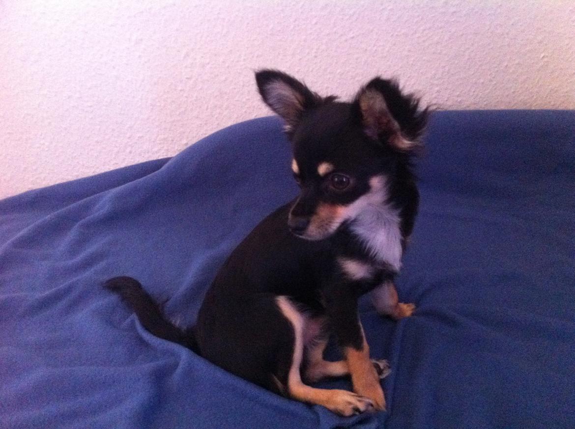 Chihuahua R.I.P Pago Pjevsen billede 20