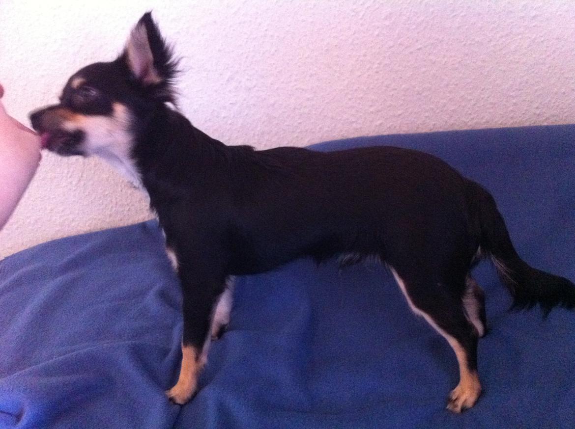 Chihuahua R.I.P Pago Pjevsen billede 22