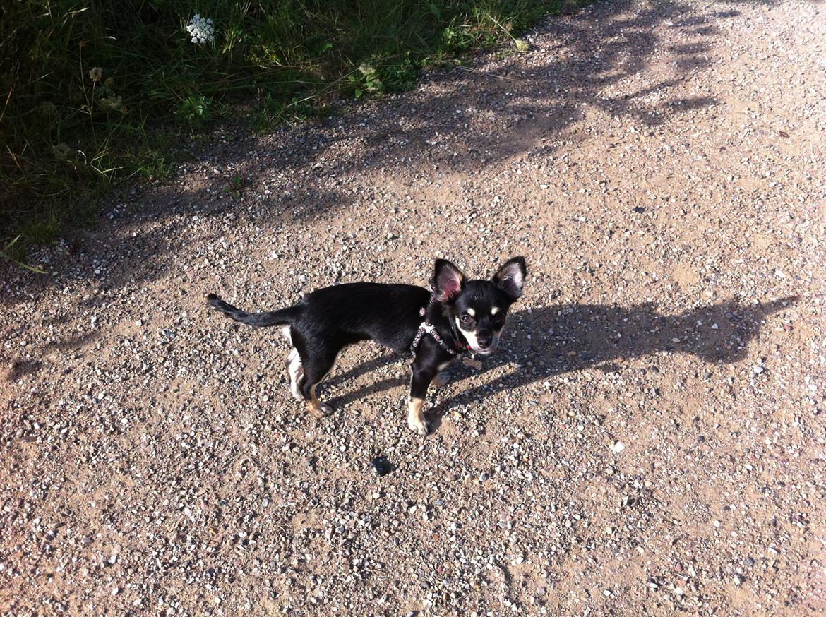 Chihuahua R.I.P Pago Pjevsen billede 23