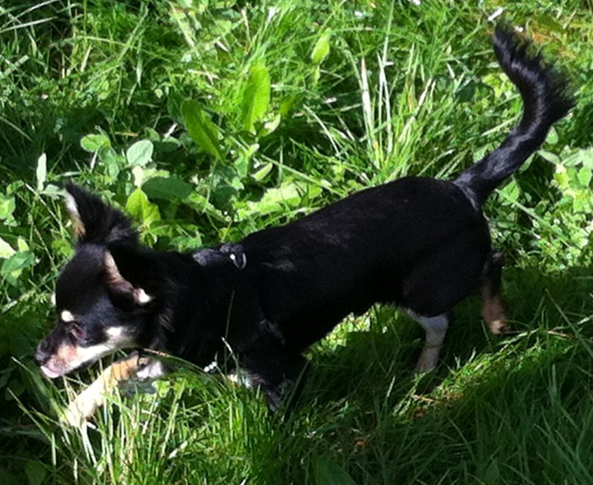 Chihuahua R.I.P Pago Pjevsen billede 24