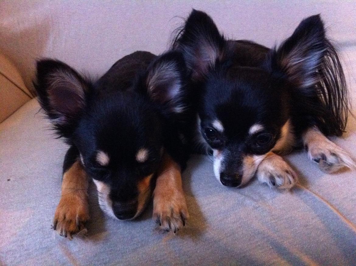 Chihuahua R.I.P Pago Pjevsen billede 12