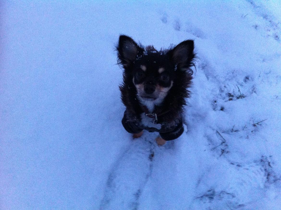Chihuahua R.I.P Pago Pjevsen - Paco oplever sne, det sjovt at sidde og løbe i hehe. billede 27
