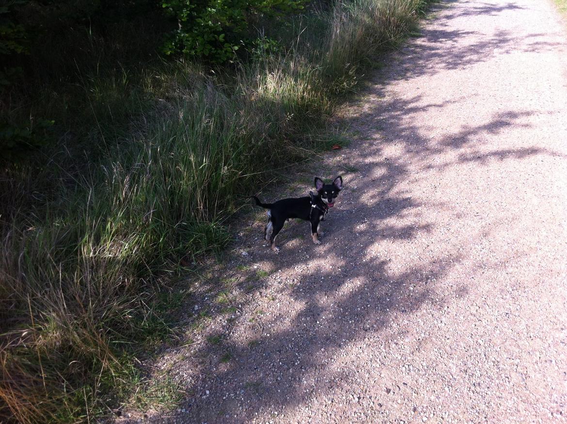 Chihuahua R.I.P Pago Pjevsen - Et af mine ynglingsbilleder af ham billede 26