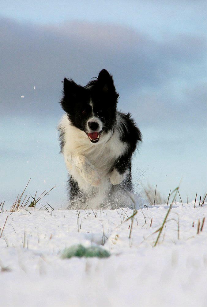 Border collie Matti - Matti ELSKER sne... billede 10