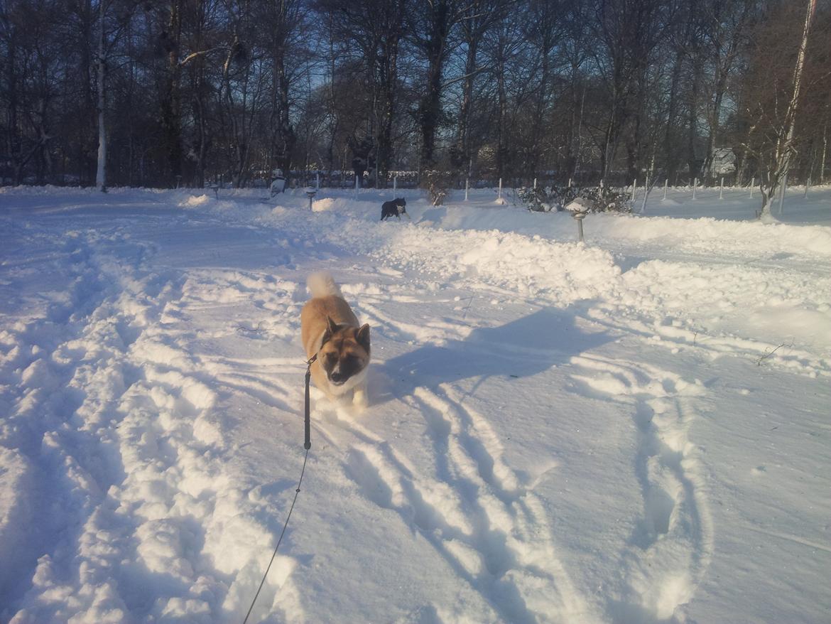 American Akita Senseo When I grow up *Fiona* billede 13