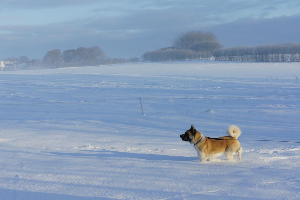 American Akita Senseo When I grow up *Fiona* billede 14