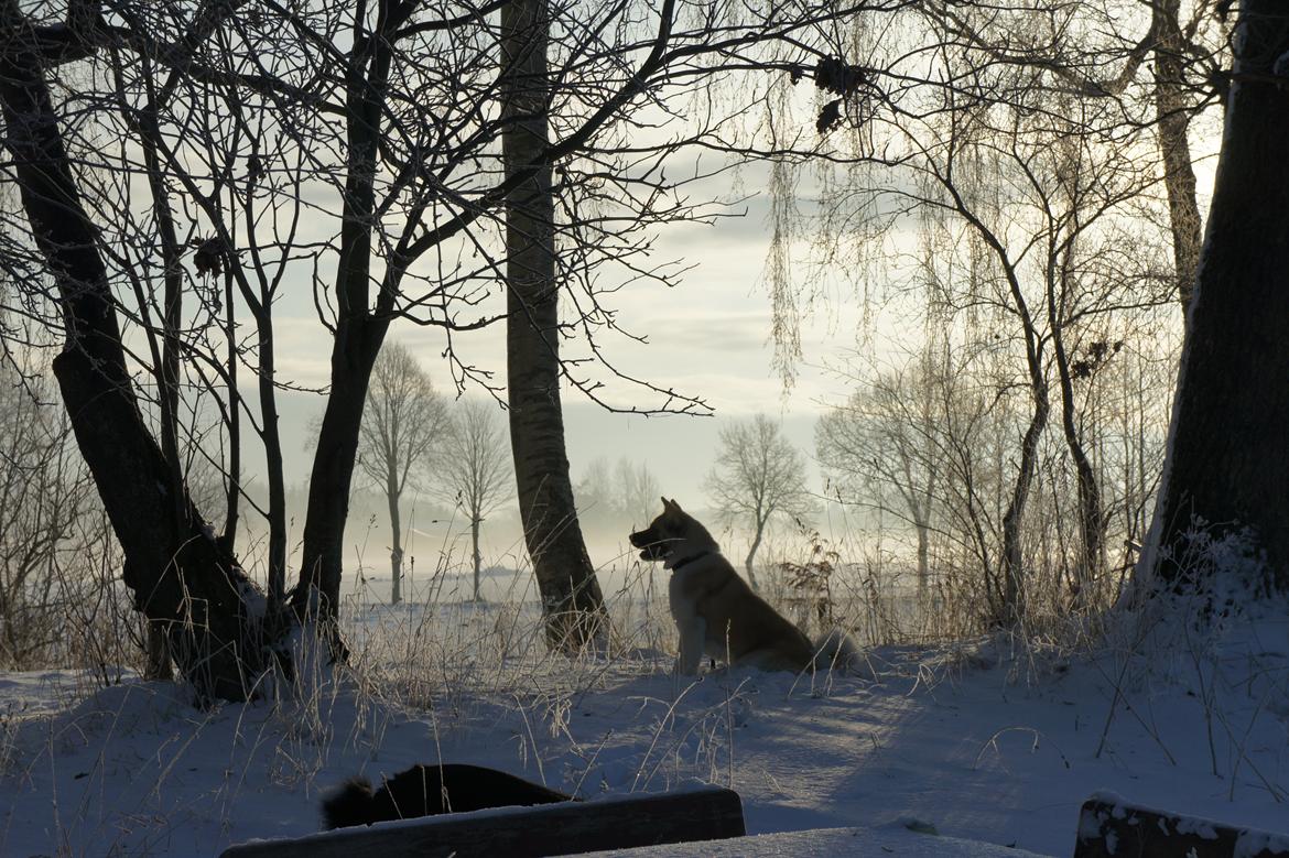 American Akita Senseo When I grow up *Fiona* billede 15
