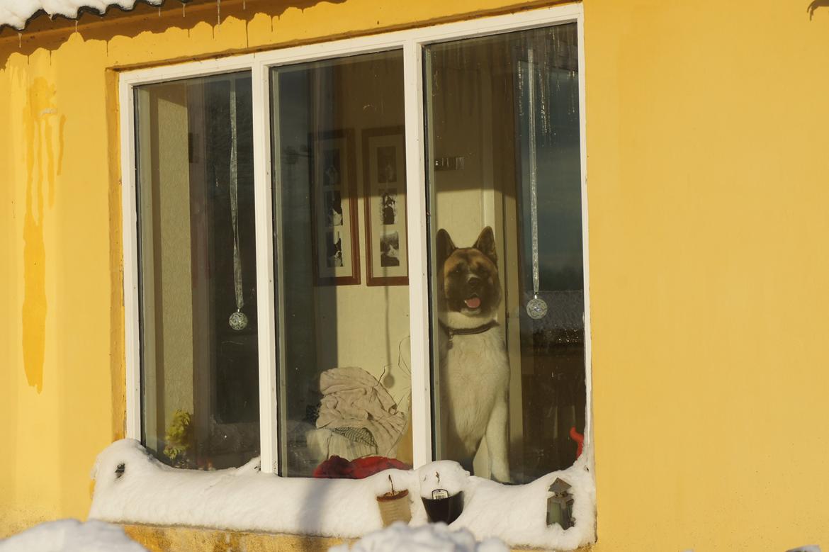 American Akita Senseo When I grow up *Fiona* billede 16