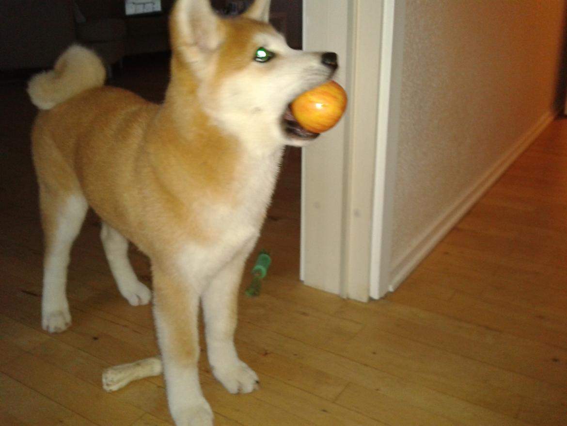 Akita inu Kumi billede 6