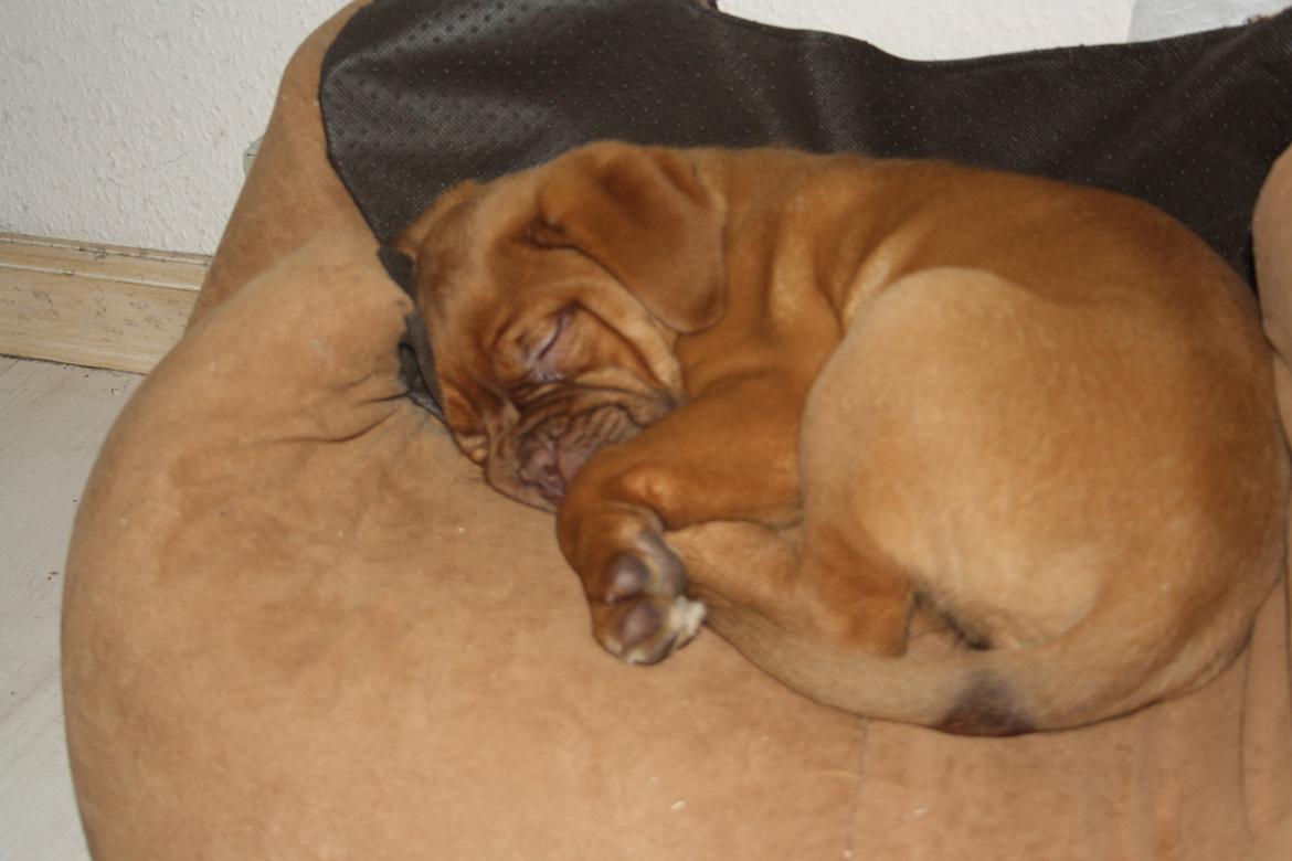 Dogue de bordeaux frigg billede 9