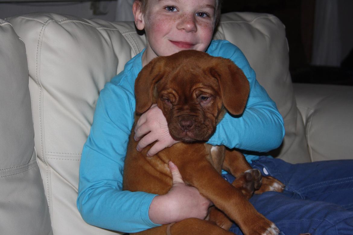 Dogue de bordeaux frigg billede 10
