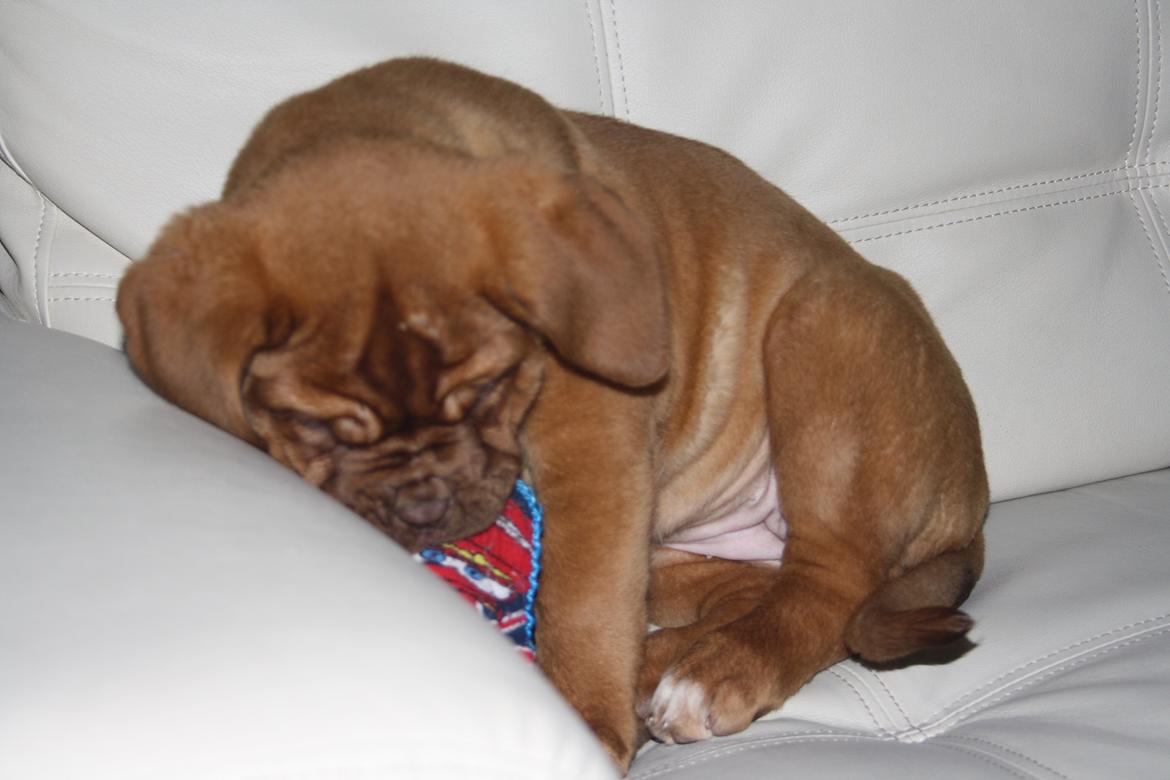 Dogue de bordeaux frigg billede 11