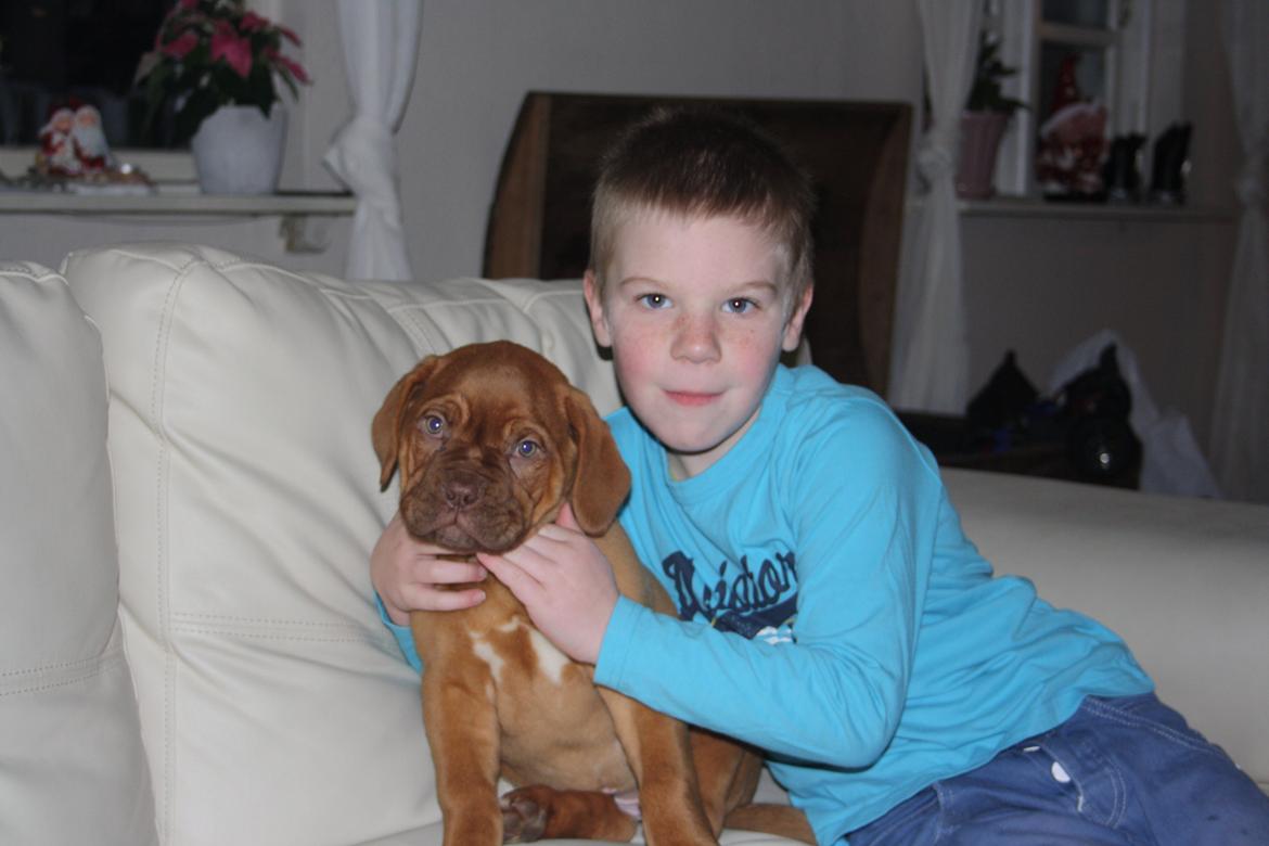 Dogue de bordeaux frigg billede 12