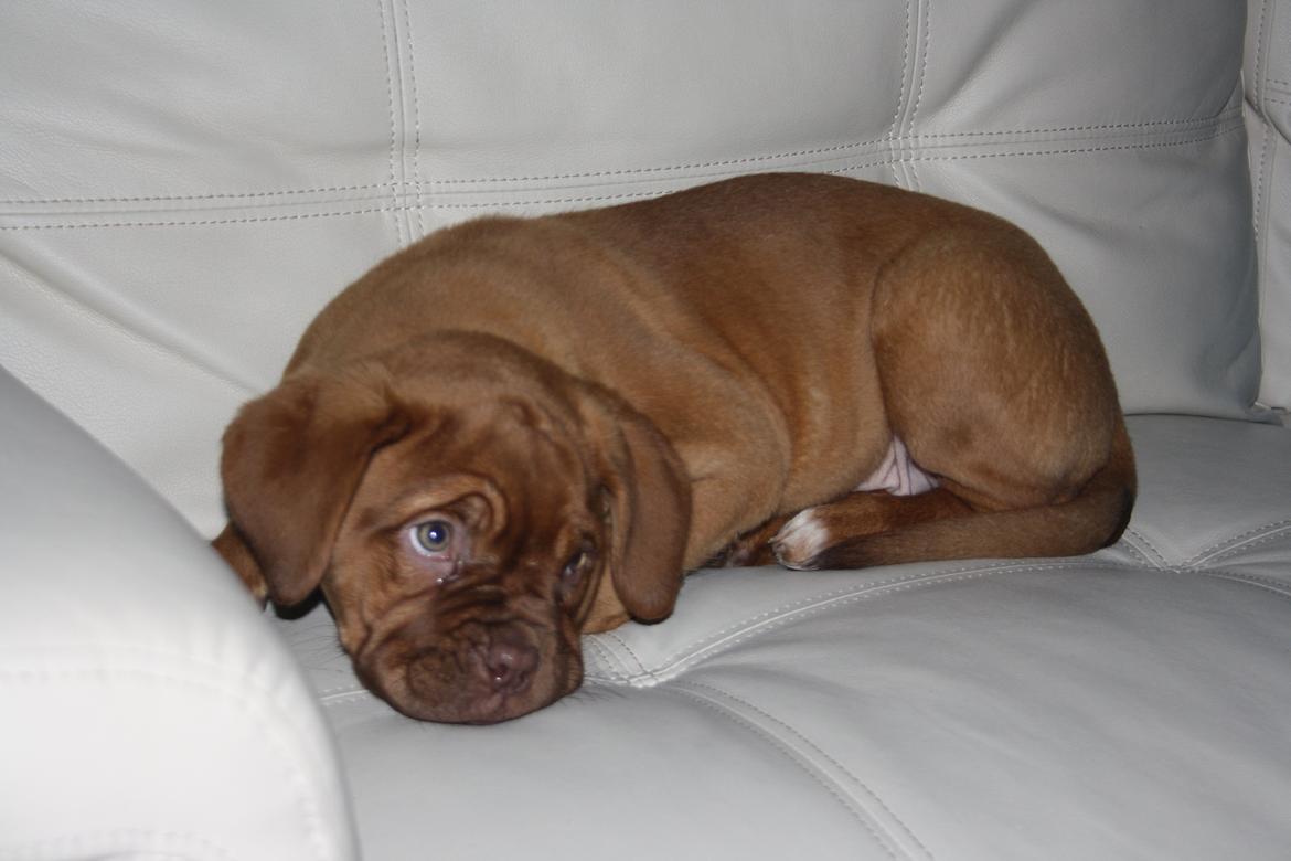 Dogue de bordeaux frigg billede 13