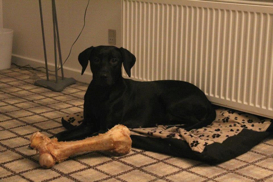 Labrador retriever Kimmie - 011212 - foto: CHS Photo billede 5