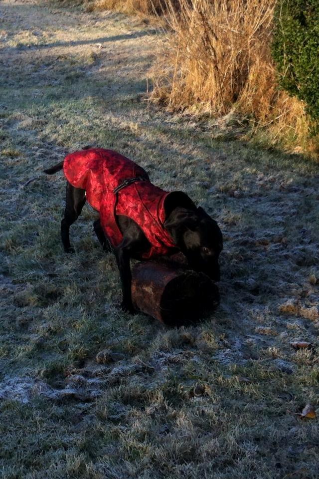 Labrador retriever Kimmie billede 4