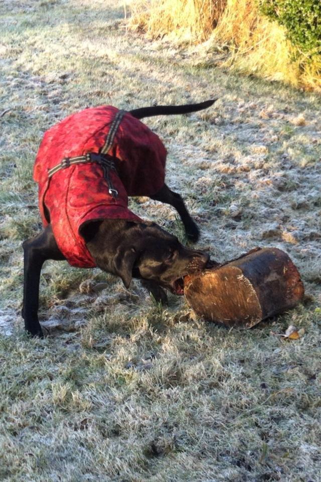 Labrador retriever Kimmie billede 3