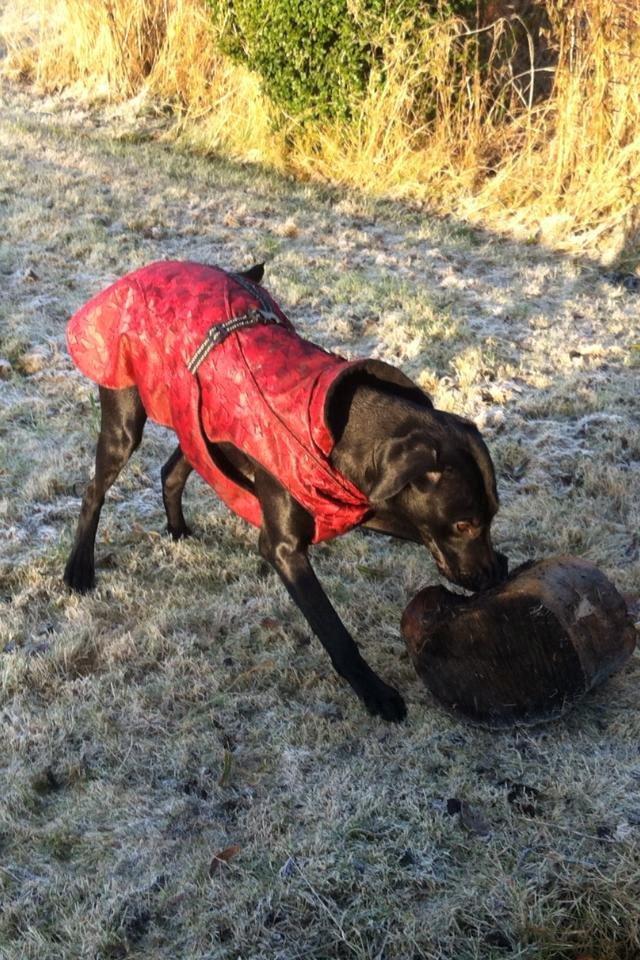 Labrador retriever Kimmie billede 2