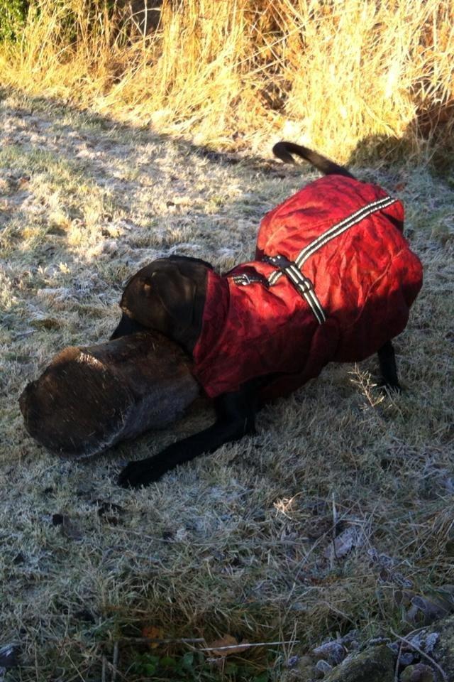 Labrador retriever Kimmie billede 1