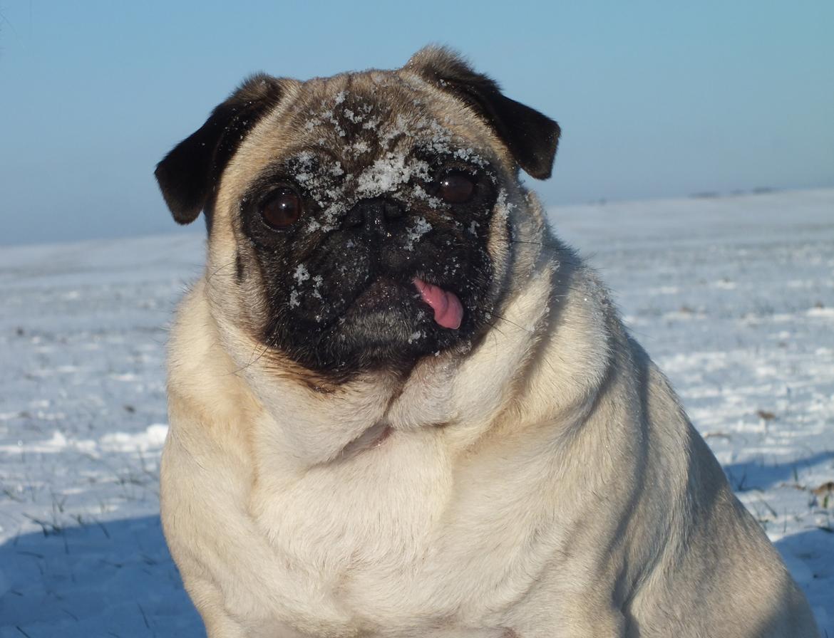 Mops OdA - 13.12.12 billede 5