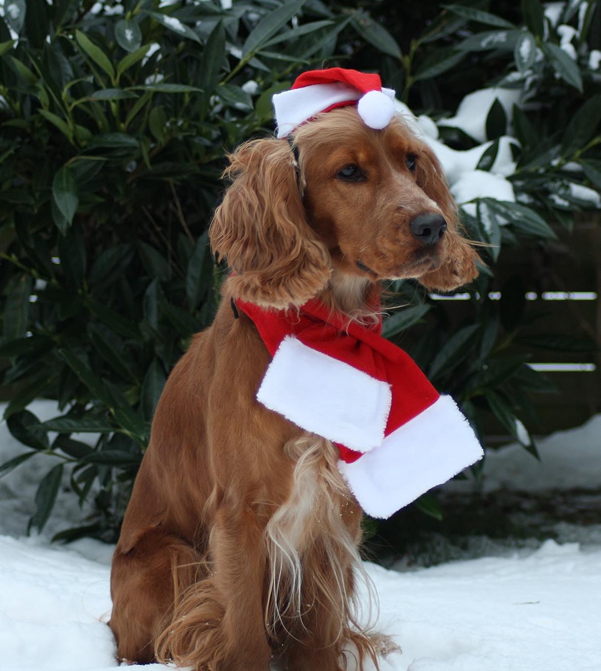 Cocker spaniel Tessa - GOD JUL!!! billede 1