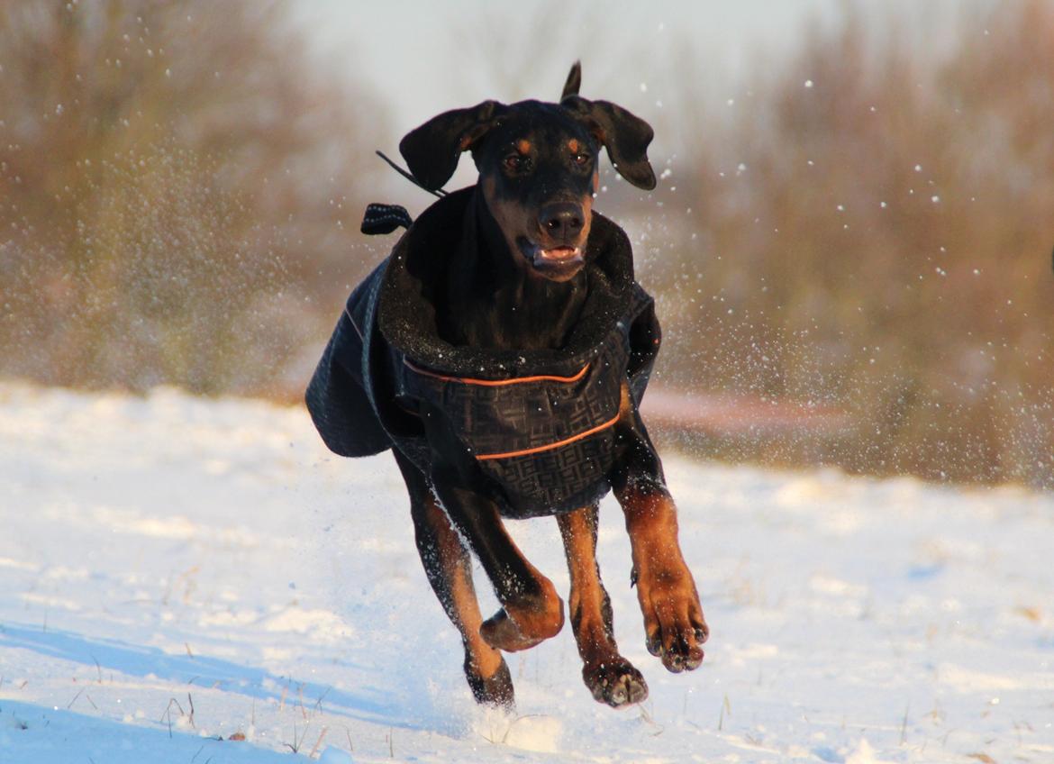 Dobermann Proud Danish For Your Love Only billede 17