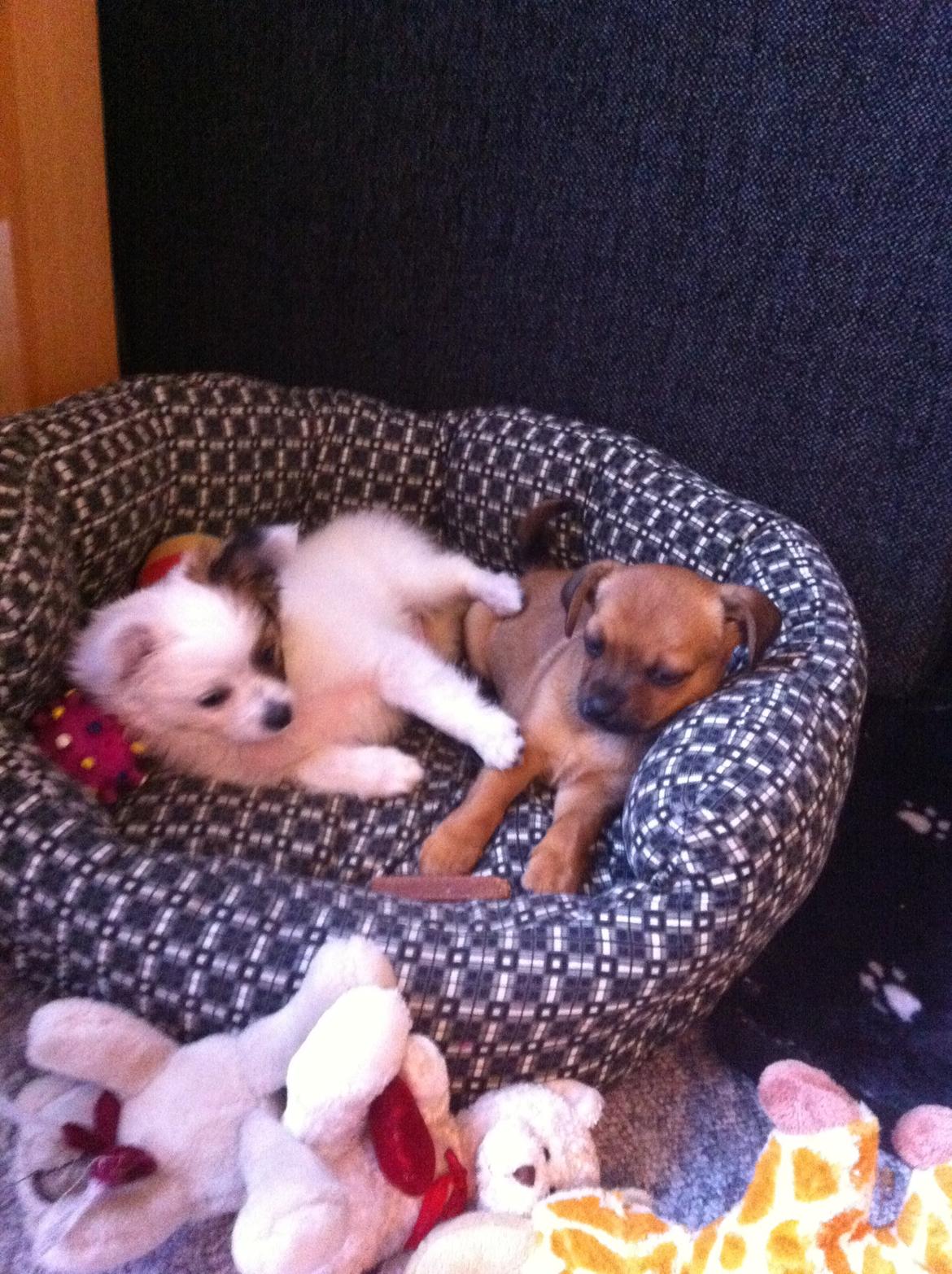 Blanding af racer Snoopy billede 7