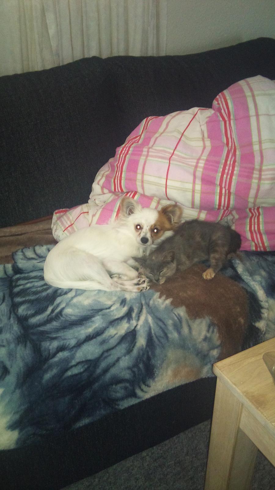 Blanding af racer Snoopy billede 11