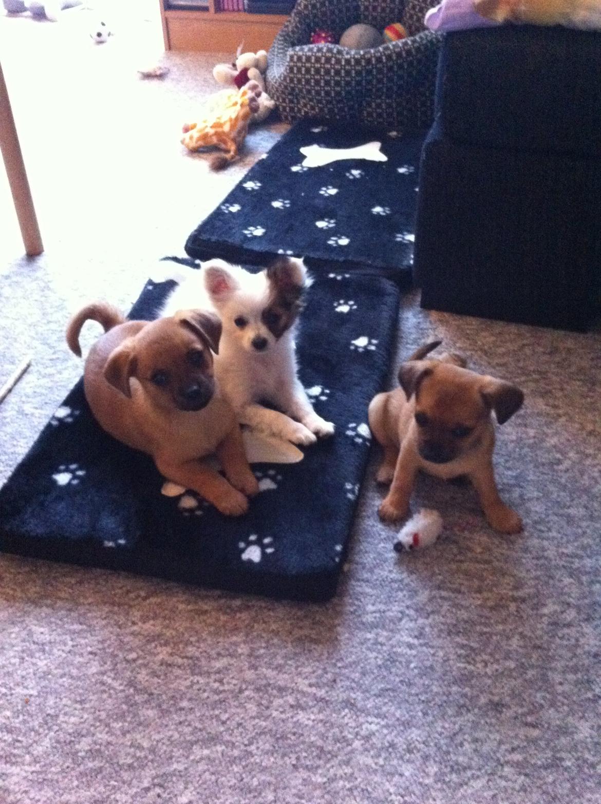 Blanding af racer Snoopy billede 12