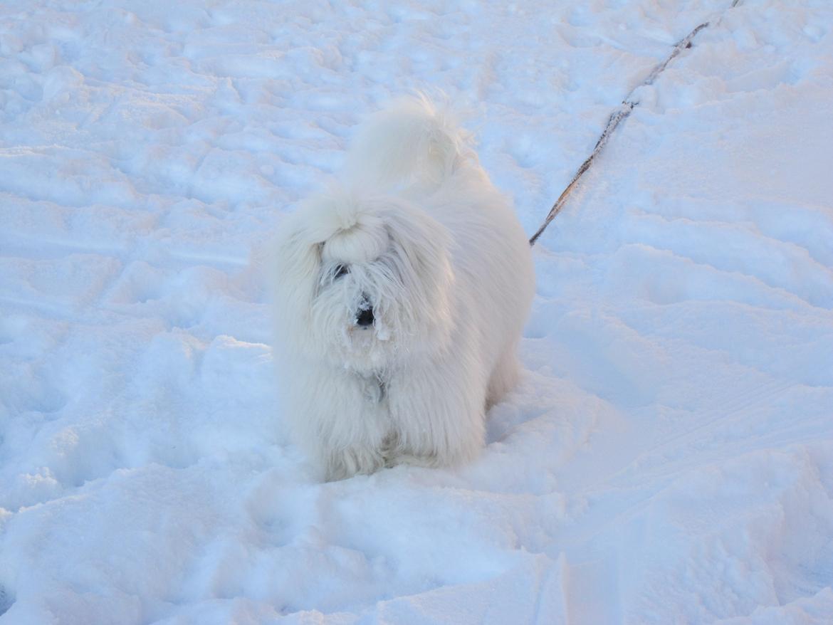 Coton de tulear Charlie - Davs Charlie :-)
 billede 24