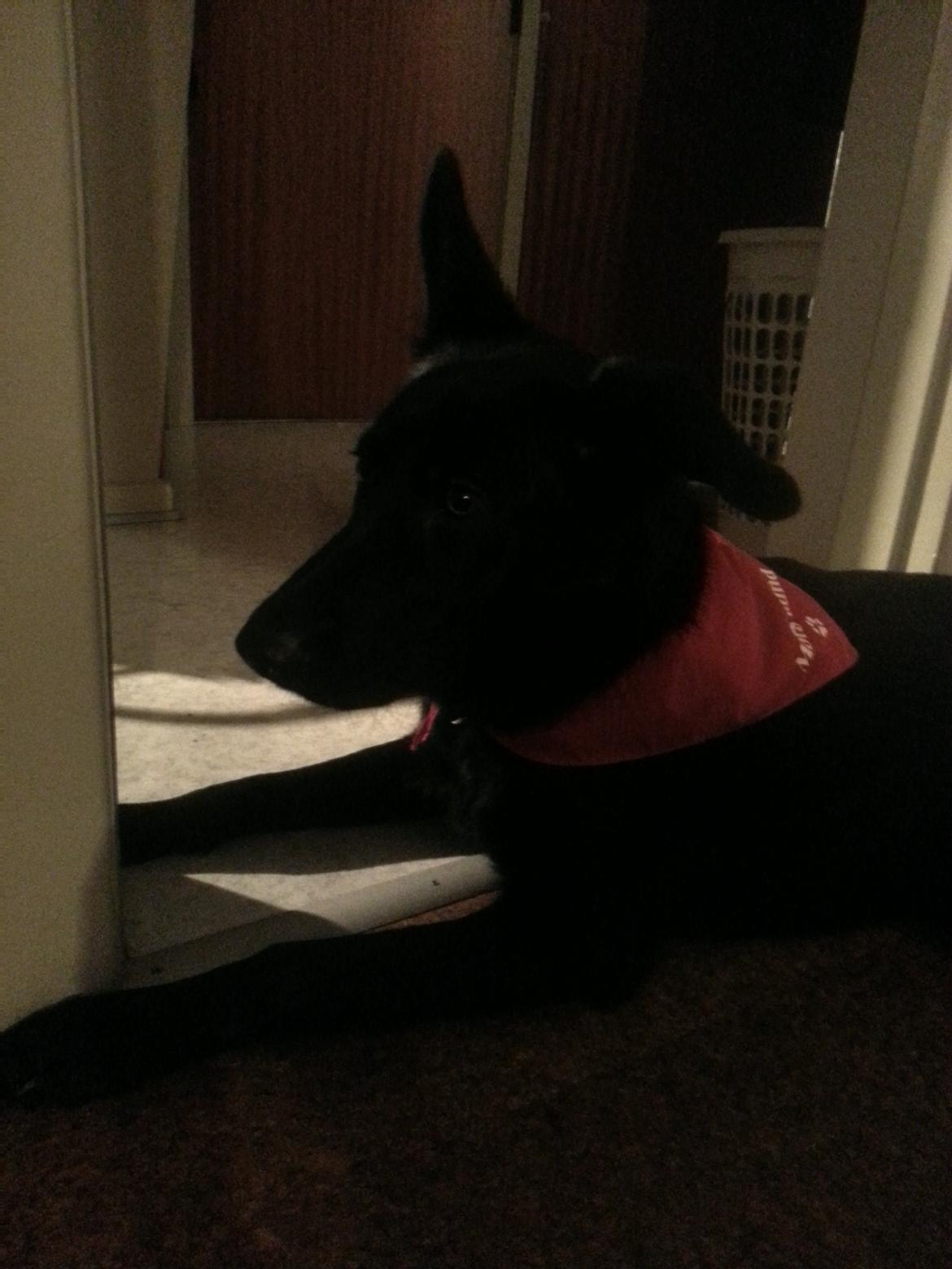 Blanding af racer Bailey - 10 Mdr. billede 9