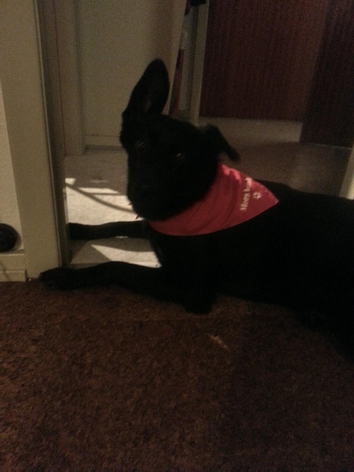 Blanding af racer Bailey - 10 Mdr. billede 10