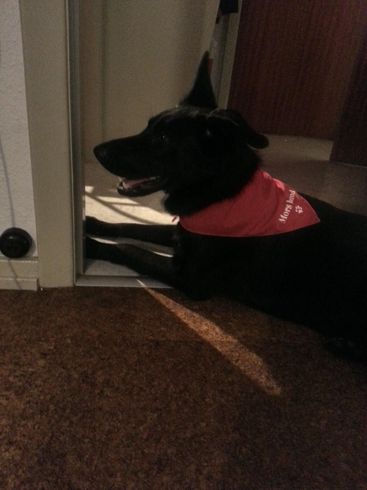 Blanding af racer Bailey - 10 Mdr. billede 11