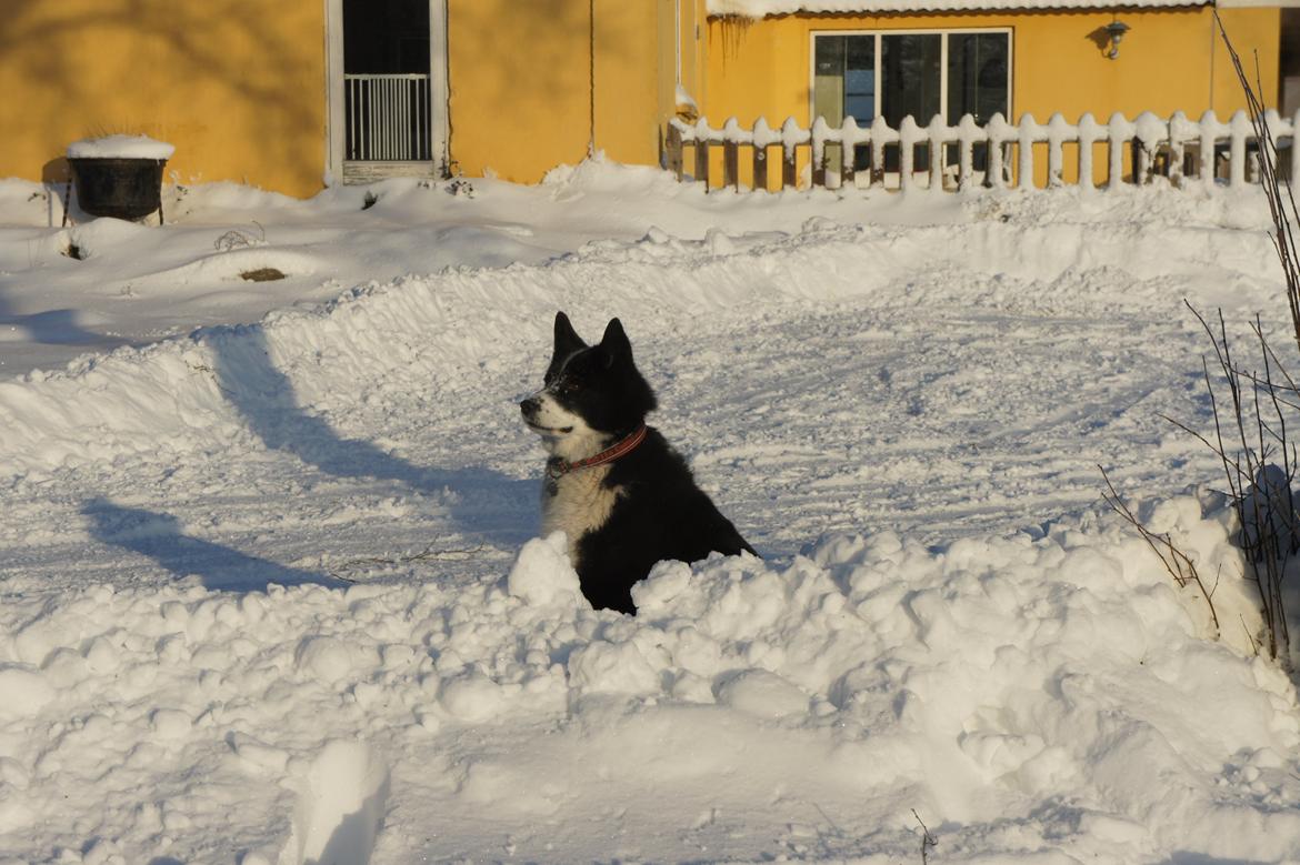 Karelsk bjørnehund Bipes Night's in white Satin *Liva* billede 18