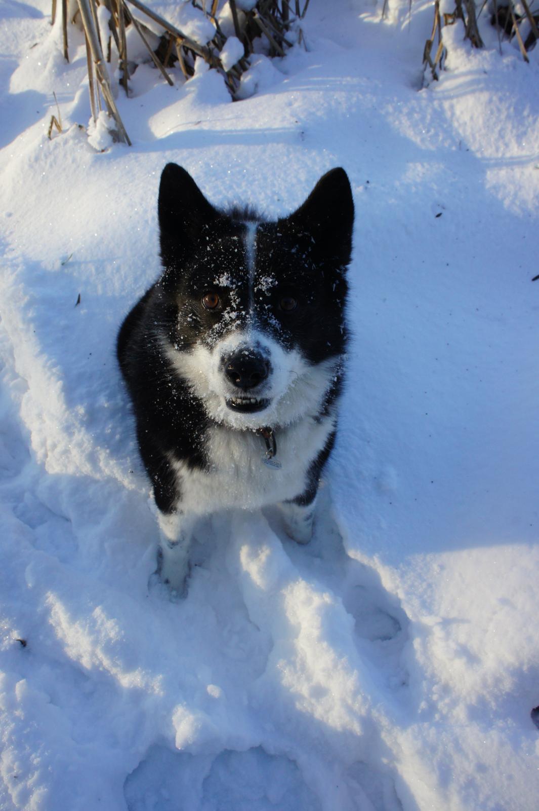 Karelsk bjørnehund Bipes Night's in white Satin *Liva* billede 20