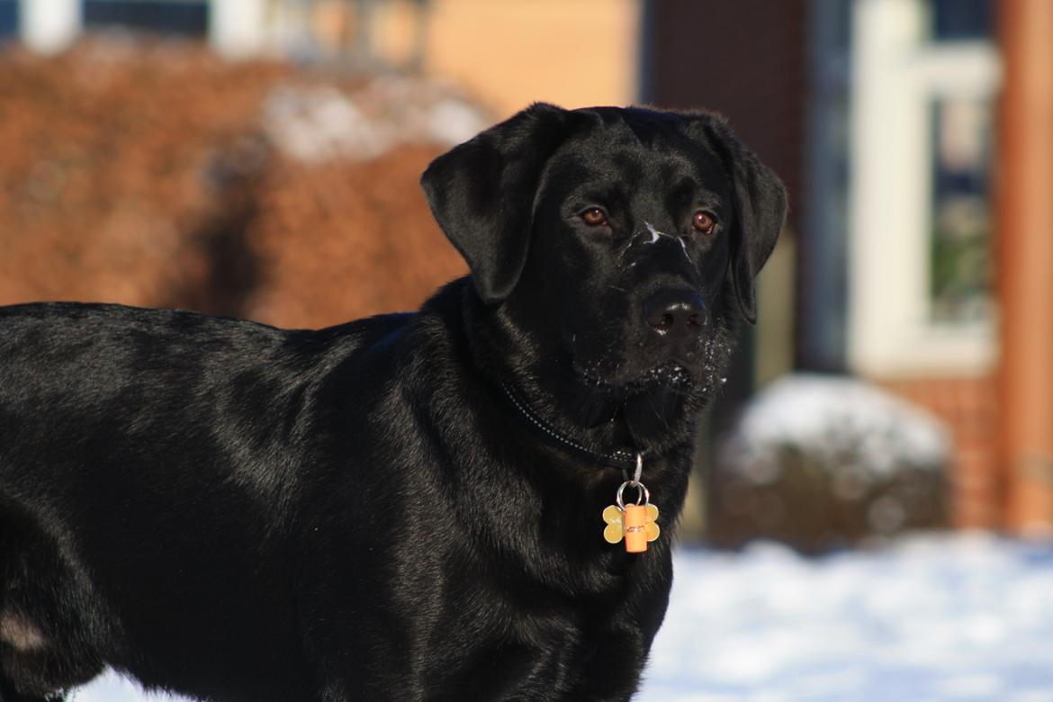 Labrador retriever Anton - Anton i sneeen, med savl i hele hovedet! :D
05/12-2012. billede 12