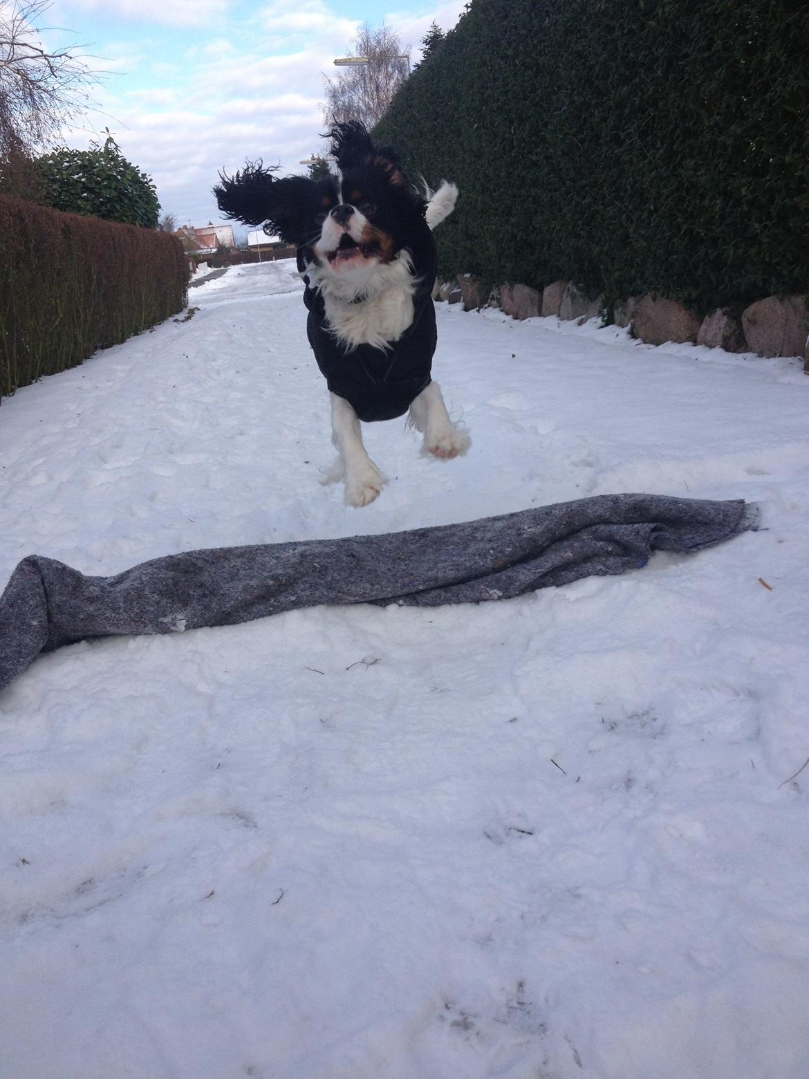 Cavalier king charles spaniel Charly <3 146316 - Charly den glade hoppebold! ;) 12 december 2012<3 billede 12