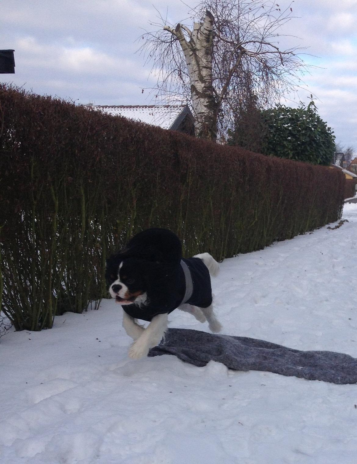 Cavalier king charles spaniel Charly <3 146316 - 12 december 2012 <3 billede 5