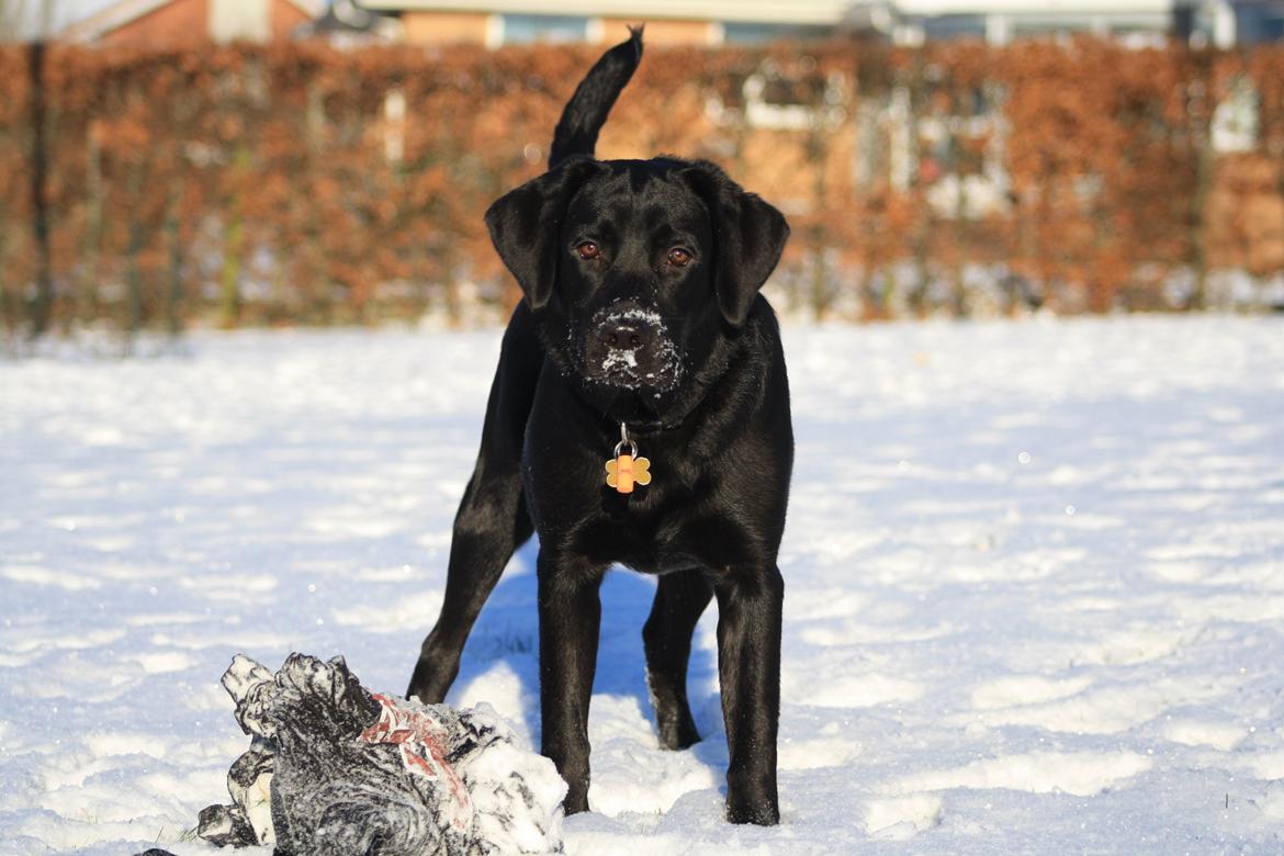 Labrador retriever Anton - Anton i sneen :D 05/12-2012. billede 18