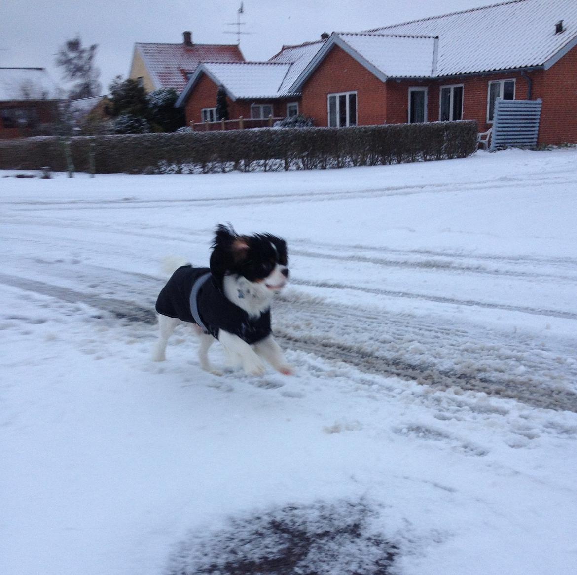 Cavalier king charles spaniel Charly <3 146316 - Charly i fuld fart i sneen! :D 12 December 2012<3 billede 14