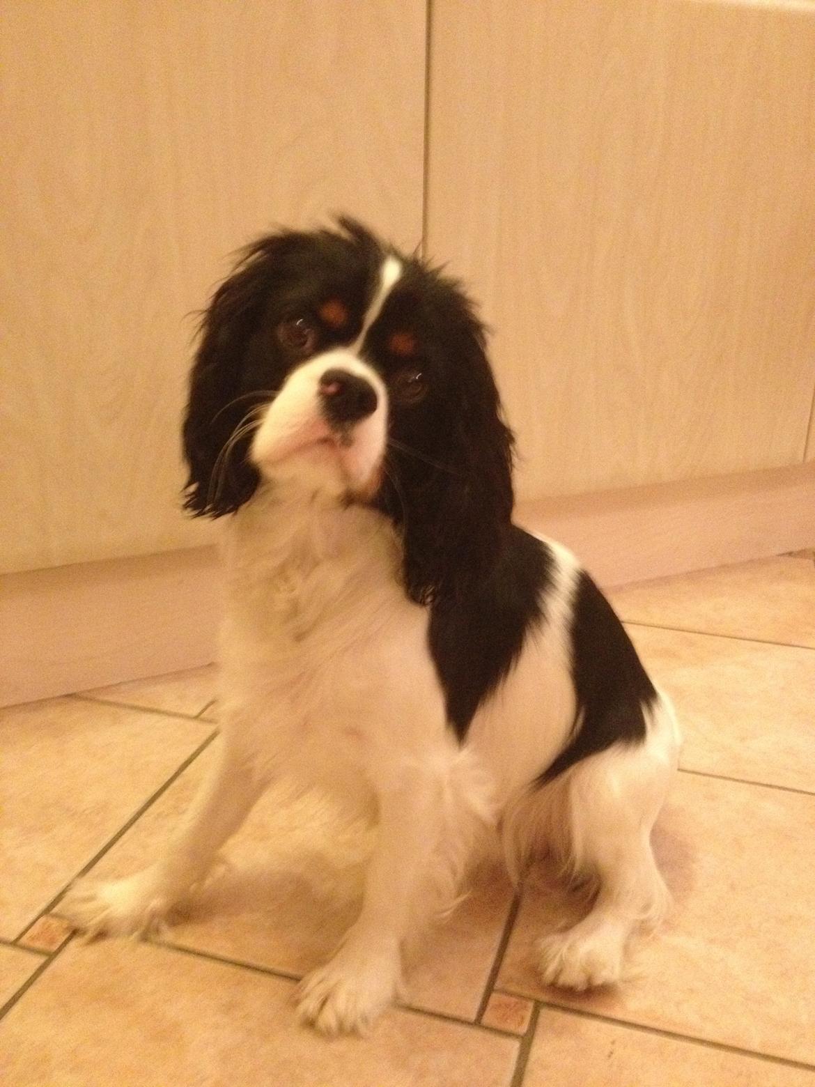 Cavalier king charles spaniel Charly <3 146316 - Søde lille vovse!<3 billede 21