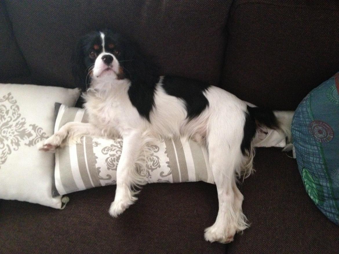 Cavalier king charles spaniel Charly <3 146316 - Sikke en stor dreng han er blevet! :') <3 billede 22