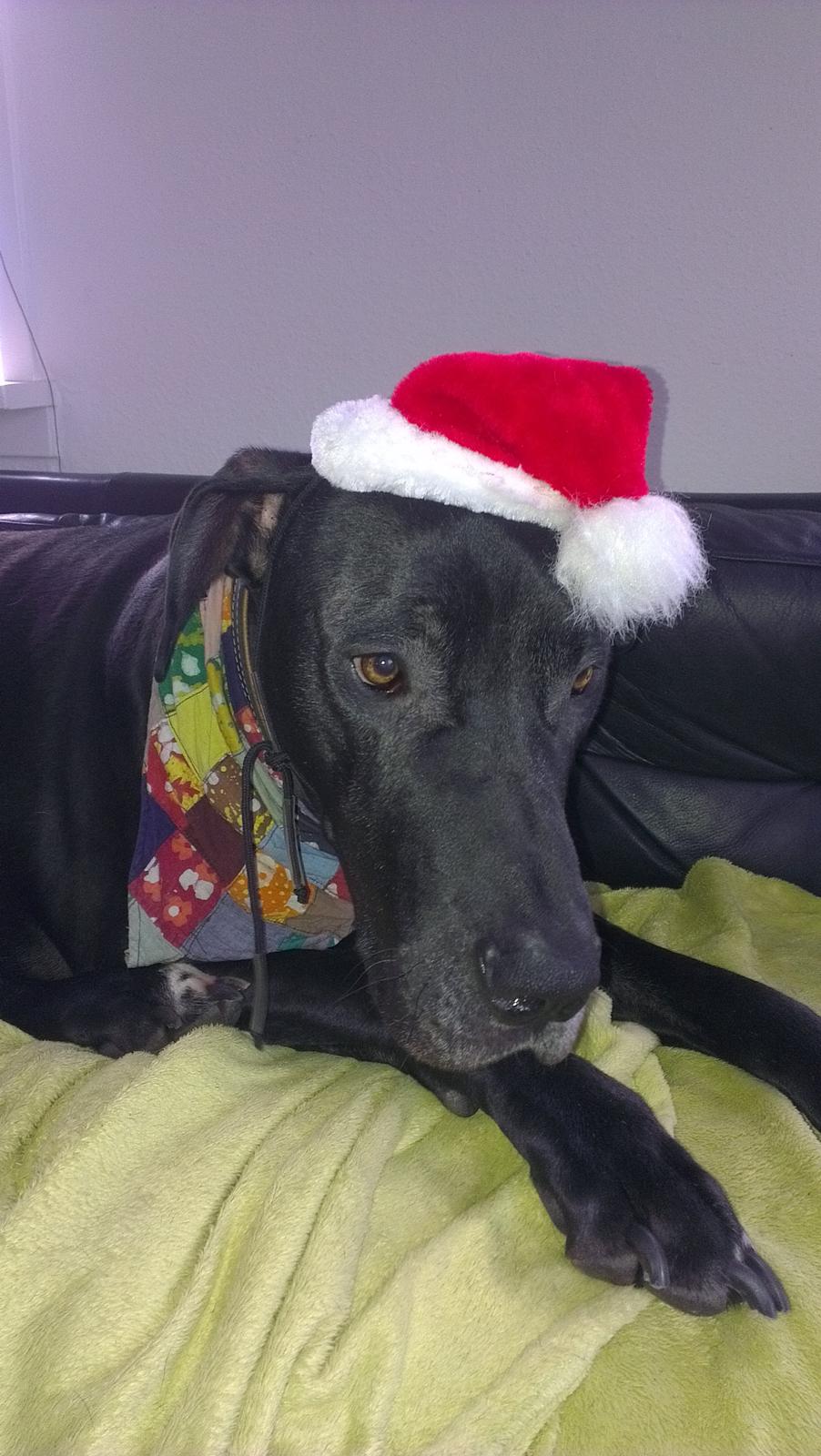 Grand danois hermann - Glædelig Jul til alle mine søskende herinde på hg, <3 billede 20