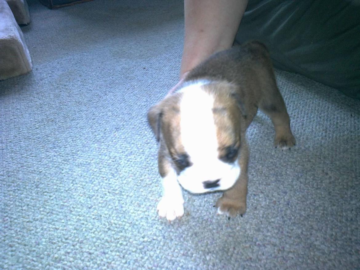 Engelsk bulldog Asbjørn billede 1