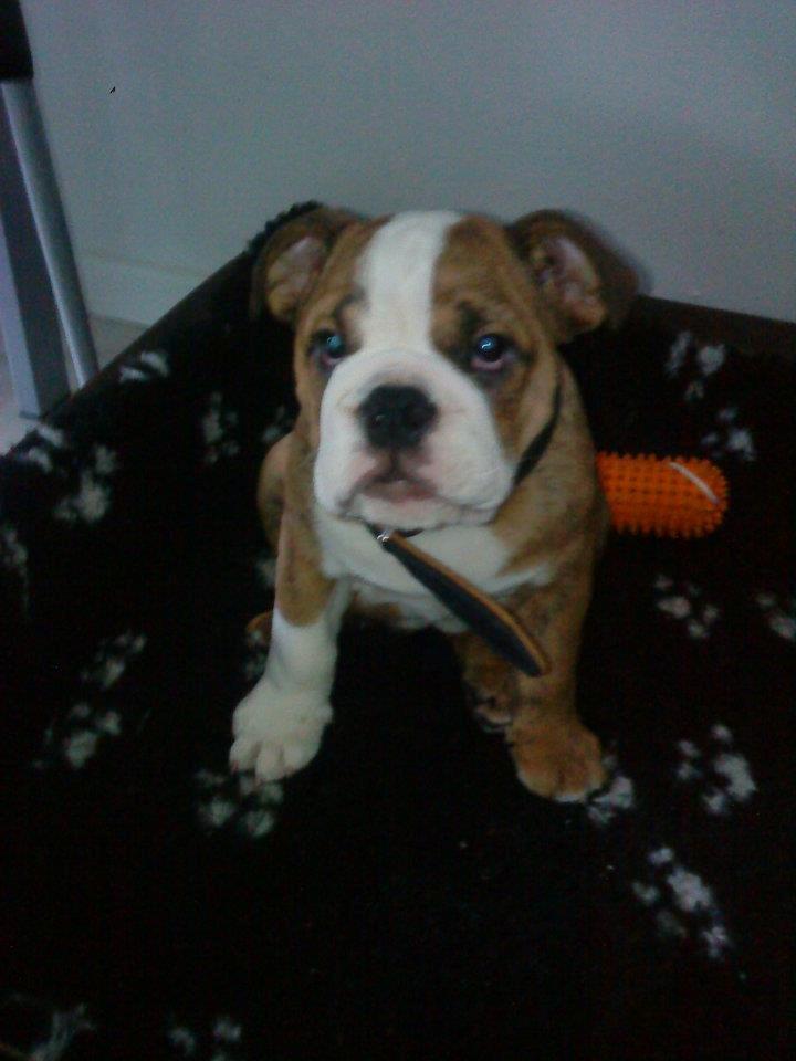 Engelsk bulldog Asbjørn billede 2